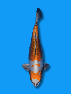 Ki Kikokuryu | Koi&Co.